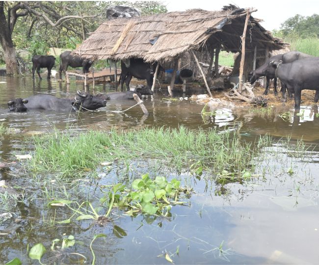 Kanpur Ganga  Flood